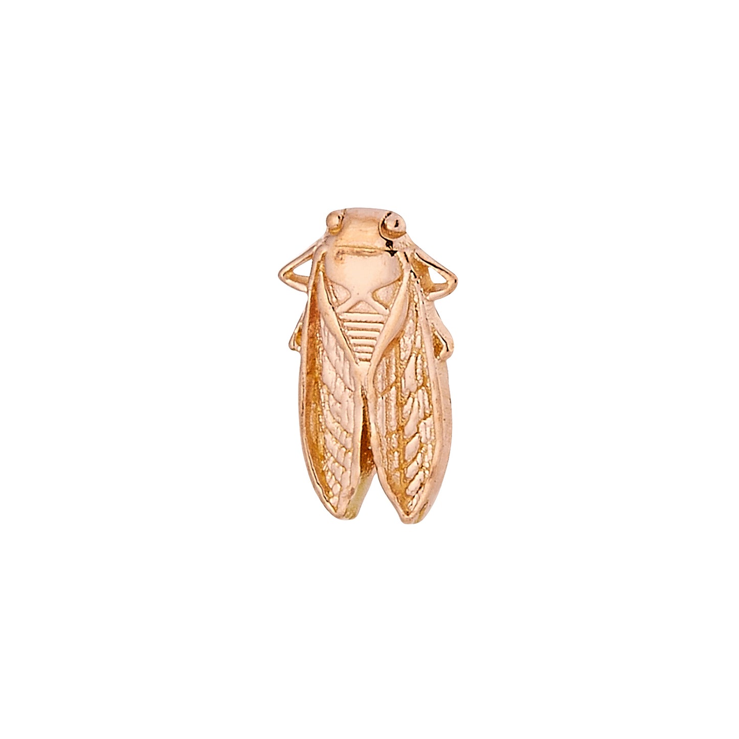 Cicada